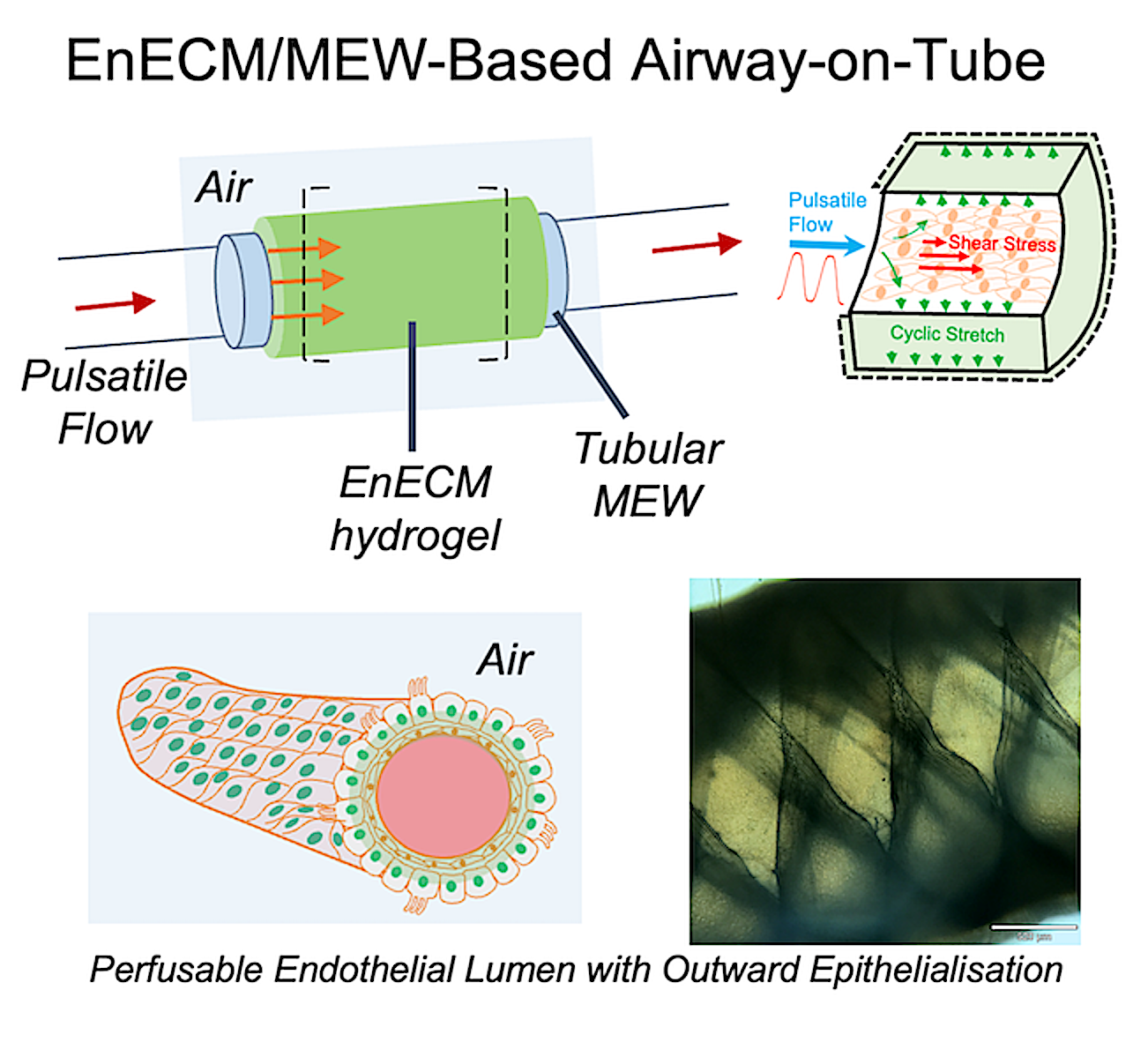 Airway-on-Tube Graphical Abstract
