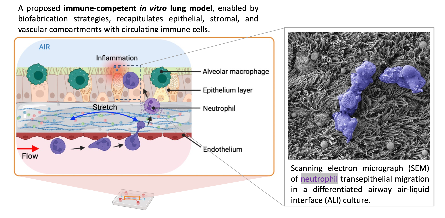 Thorax publication